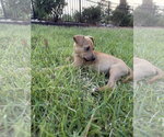 Small #2 Jack Russell Terrier-Parson Russell Terrier Mix