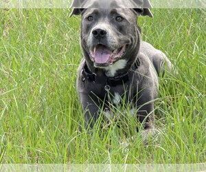 Landon - Male Labrador Retriever-Unknown Mix Dog for Adoption - Photo #3