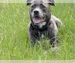 Small #2 Labrador Retriever Mix
