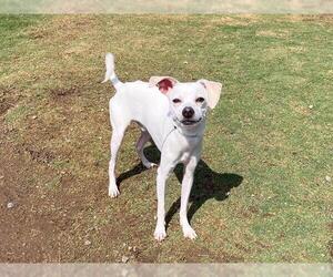 Chihuahua Dogs for adoption in Orange, CA, USA