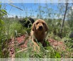 Small Photo #5 Golden Labrador Puppy For Sale in PEYTON, CO, USA