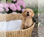Small Photo #29 Golden Retriever Puppy For Sale in BUFFALO, MO, USA