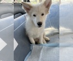 Puppy 5 Samoyed-Siberian Husky Mix