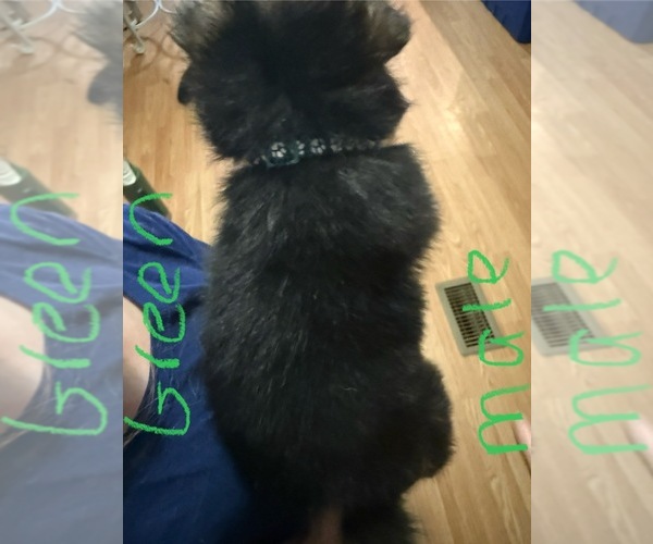 Medium Photo #2 German Shepherd Dog Puppy For Sale in RUSTBURG, VA, USA