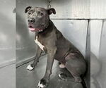 Small American Pit Bull Terrier Mix