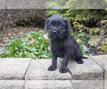 Puppy 1 Labradoodle-Puggle Mix