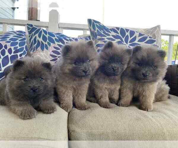 Medium Photo #7 Chow Chow Puppy For Sale in EFFINGHAM, SC, USA