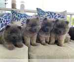 Small #6 Chow Chow