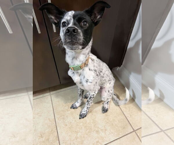 Medium Photo #3 Pointer-Unknown Mix Puppy For Sale in NYC, NY, USA
