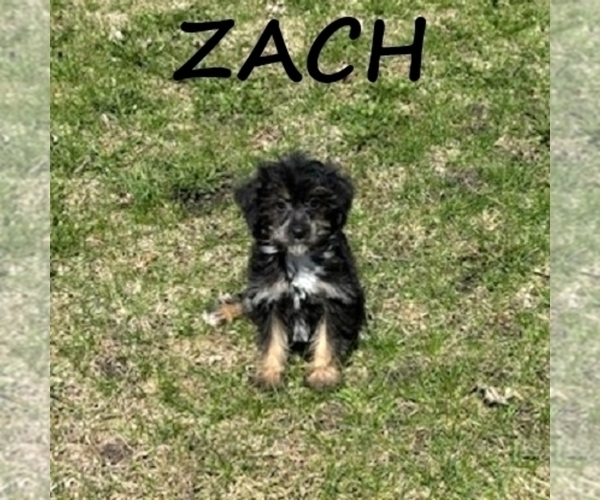 Medium Photo #1 YorkiePoo Puppy For Sale in HARTLAND, MN, USA