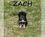 Small YorkiePoo