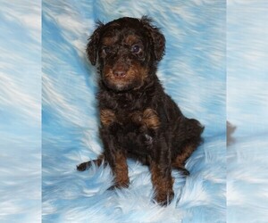 Miniature Labradoodle Puppy for sale in LA HABRA, CA, USA
