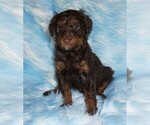 Image preview for Ad Listing. Nickname: choc phantom