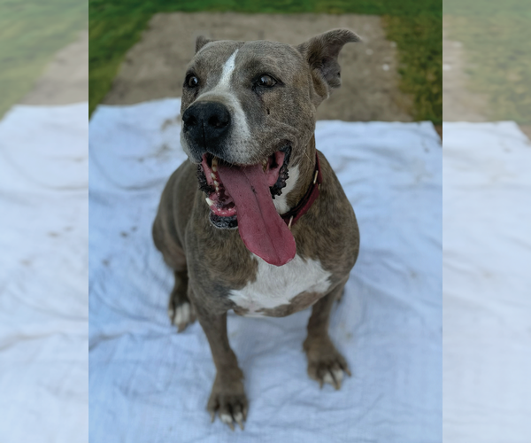 Medium Photo #3 American Pit Bull Terrier-Great Dane Mix Puppy For Sale in Munford, TN, USA