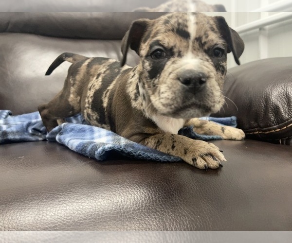 Medium Photo #106 American Bully Puppy For Sale in REESEVILLE, WI, USA