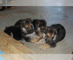 Small Photo #13 German Shepherd Dog Puppy For Sale in BEULAVILLE, NC, USA