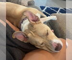 Small #39 American Pit Bull Terrier Mix