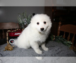 Puppy Cotton Miniature American Eskimo
