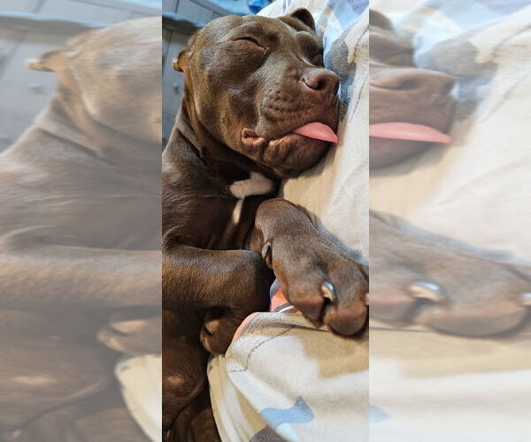 Medium Photo #16 Mutt Puppy For Sale in Mooresville, NC, USA