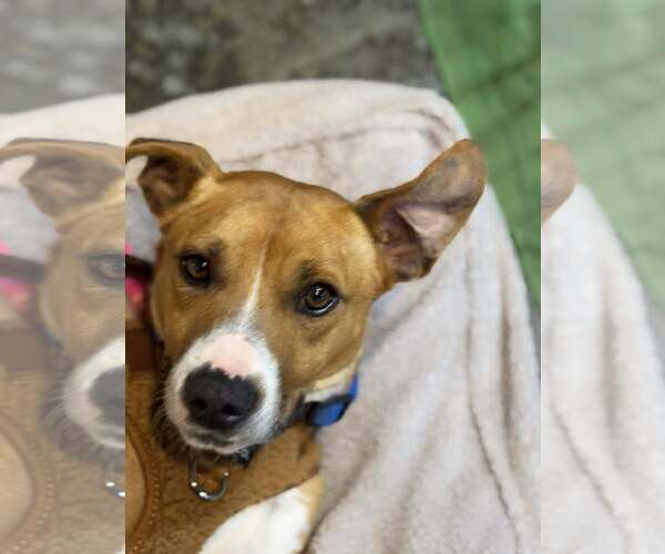 Medium Photo #6 Boxer-Unknown Mix Puppy For Sale in Turlock, CA, USA