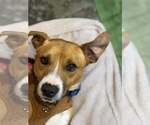 Small #5 Boxer Mix