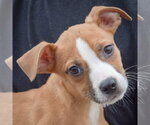 Small #5 Boxer-Bull Terrier Mix
