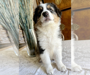 Australian Shepherd Puppy for sale in COLLEYVILLE, TX, USA