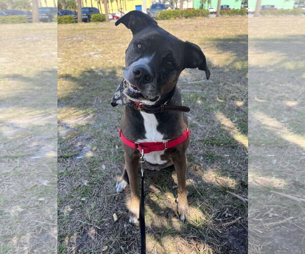 Medium Photo #1 Bulloxer Puppy For Sale in Royal Palm Beach, FL, USA