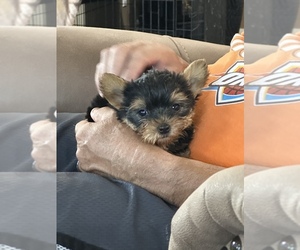 Yorkshire Terrier Puppy for sale in OKTAHA, OK, USA