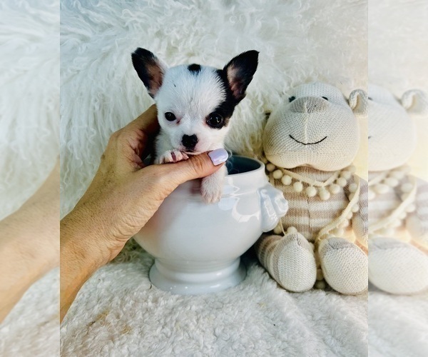 Medium Photo #6 Chihuahua Puppy For Sale in NAPLES, FL, USA
