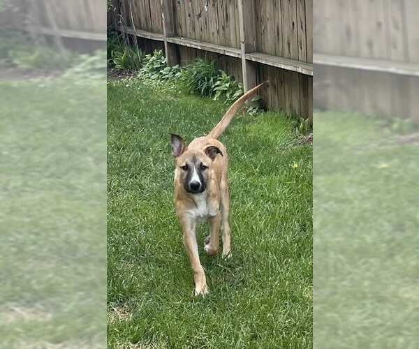 Medium Photo #5 Mutt Puppy For Sale in Genesee, WI, USA