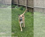 Small #4 Mutt