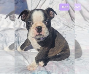 Boston Terrier Puppy for sale in POMEROY, OH, USA