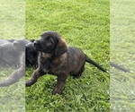 Small #4 Shepadoodle