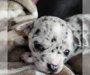 Chihuahua Puppy for sale in BLUE RIVER, WI, USA
