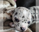 Image preview for Ad Listing. Nickname: Lil Girl