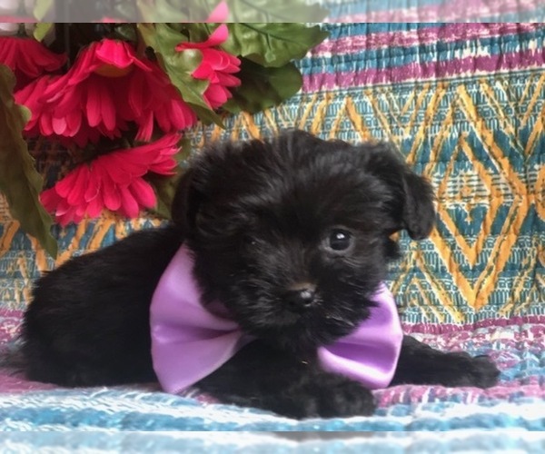 Medium Photo #3 YorkiePoo Puppy For Sale in CLAY, PA, USA