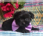 Small Photo #3 YorkiePoo Puppy For Sale in CLAY, PA, USA