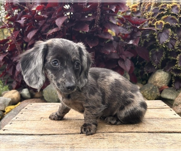 Medium Photo #3 Dachshund Puppy For Sale in MIDDLEBURY, IN, USA