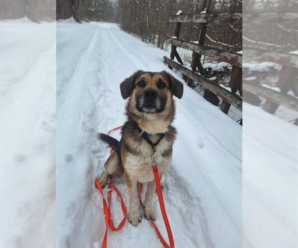 Medium Photo #14 Gerberian Shepsky Puppy For Sale in Gloversville, NY, USA