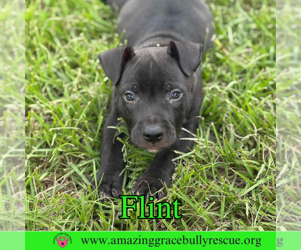 Medium Photo #1 American Bulldog-Unknown Mix Puppy For Sale in Pensacola, FL, USA