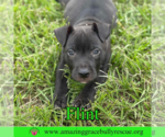 Small American Bulldog Mix