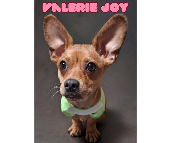 Medium Photo #2 Chiweenie Puppy For Sale in San Antonio, TX, USA