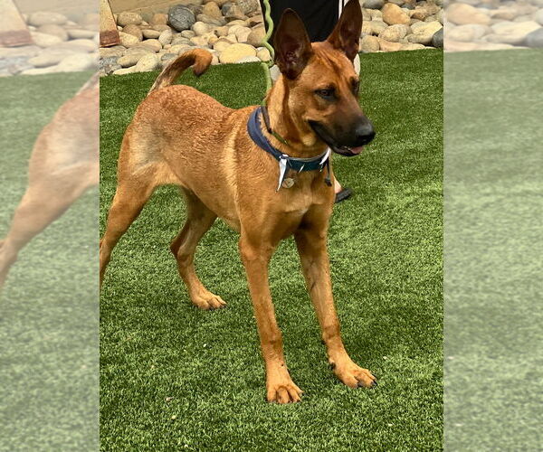 Medium Photo #12 Mutt Puppy For Sale in Dana Point, CA, USA