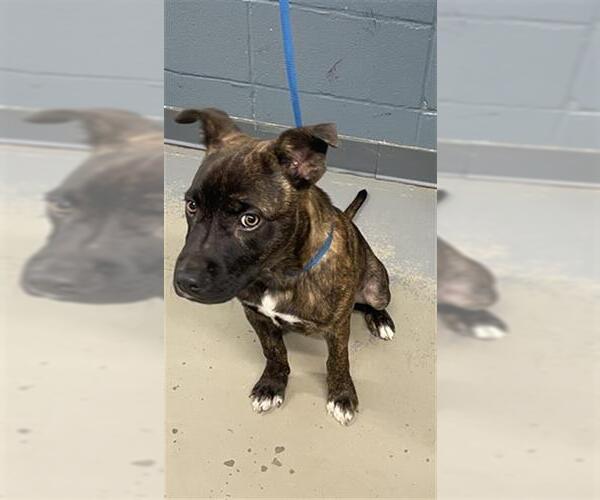 Medium Photo #1 Dutch Shepherd -Unknown Mix Puppy For Sale in Tallahassee, FL, USA