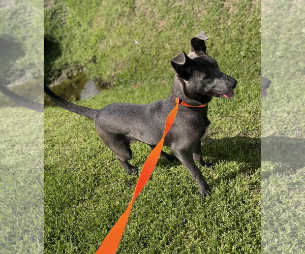 Medium Photo #9 Carolina Dog-Unknown Mix Puppy For Sale in Oakhurst, NJ, USA