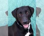 Small American Pit Bull Terrier-Labrador Retriever Mix