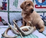 Small Photo #3 Labrador Retriever Puppy For Sale in BUFFALO, NY, USA