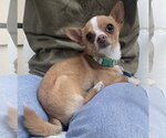 Small Chihuahua