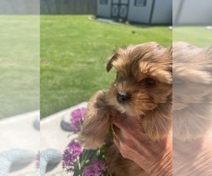 Yorkshire Terrier Puppy for sale in FORT WORTH, TX, USA